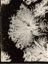 BENTLEY, WILSON A. (1865-1931) A select group of 4 photographs, comprising 2 frost studies and 2 early snow crystals.